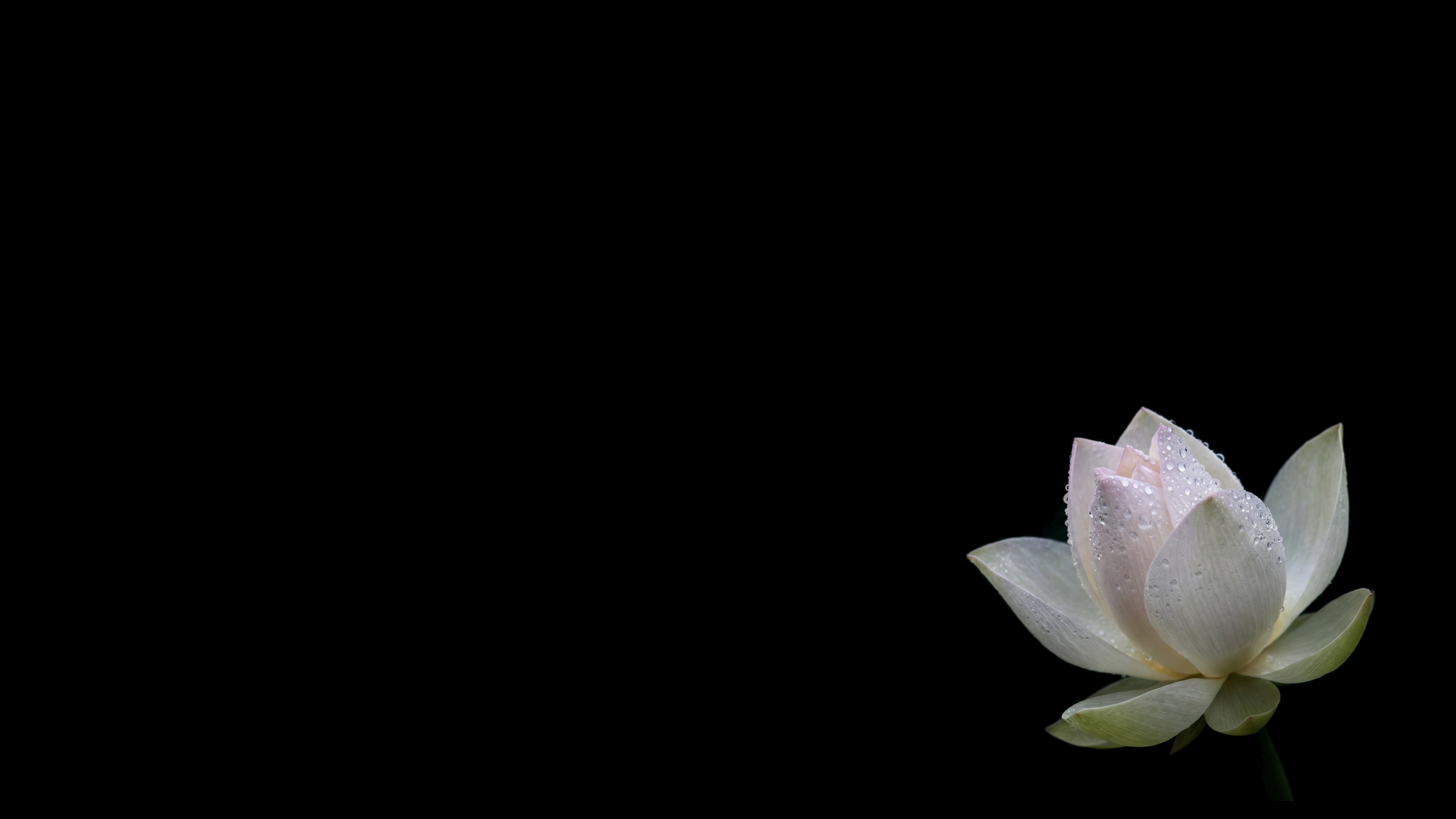 Lotus Flower With Dew Droplets 2